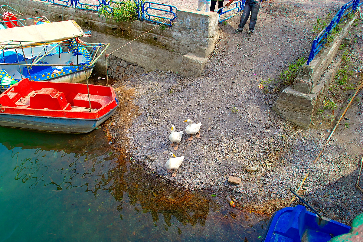 Ducks and swans on the bank of the lake