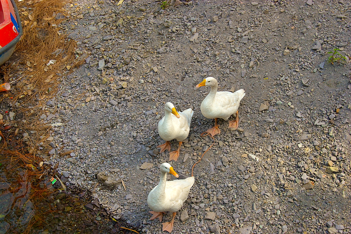 Ducks and swans on the banks of the lake.