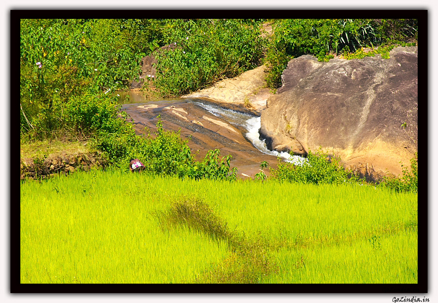stream flowing between the crops