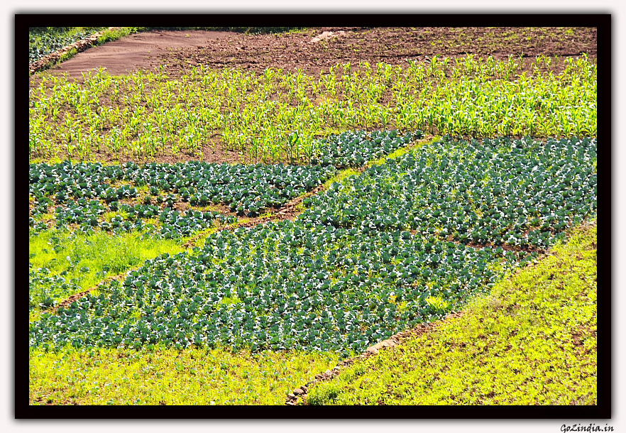 cabbage farming
