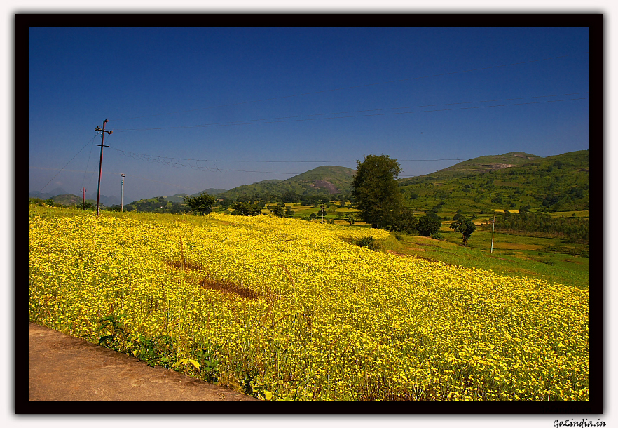 mustard plantation