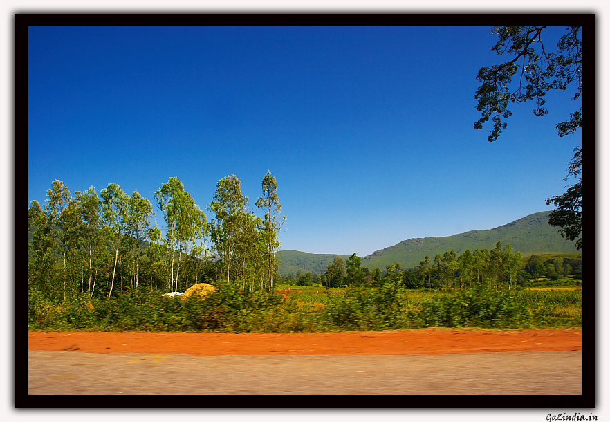 Eucalyptus trees on the road side