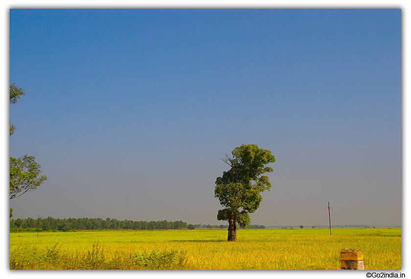 Land and tree in greenery