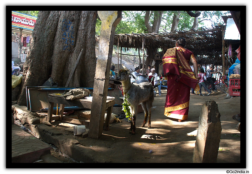 Near temple area of Gandi Pochamma temple