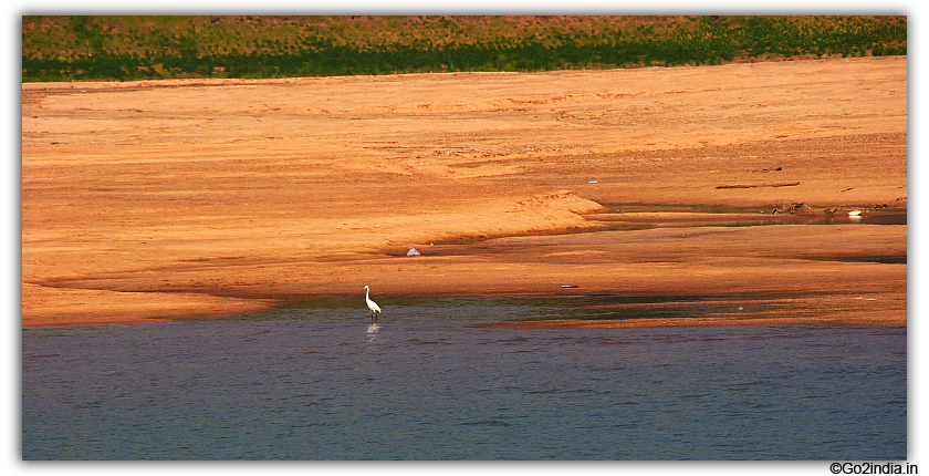 Birds by the side of river 