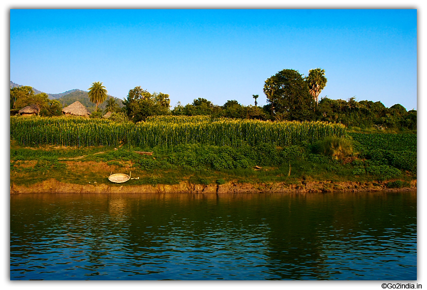 Dultivation by the side of river Godavari 