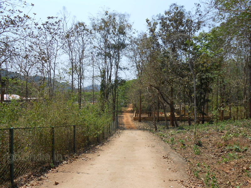 Road inside Vanvihari at Maredumilli 