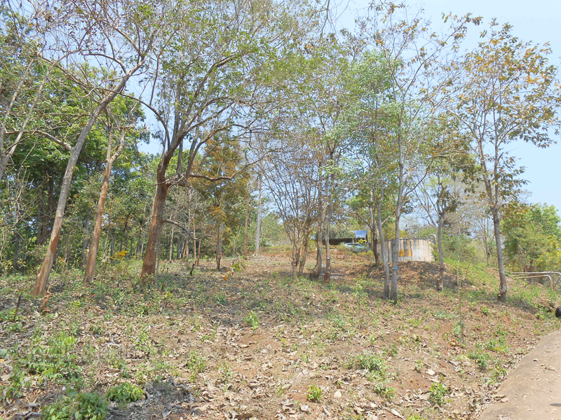 Jungle inside Vanvihari at Maredumilli 