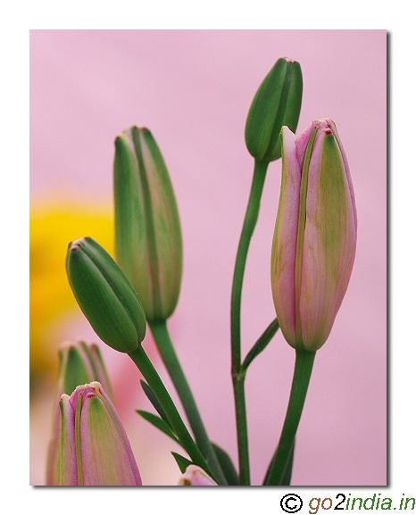 Pink flower