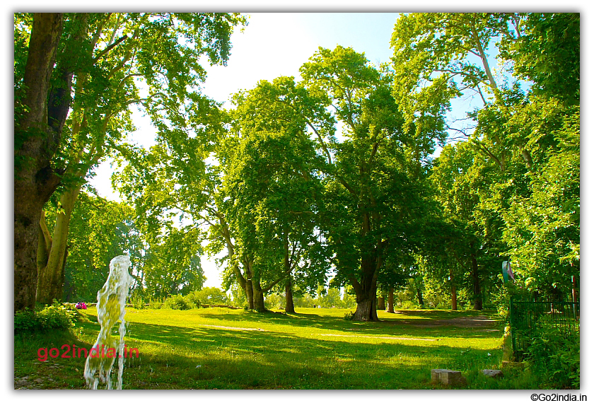 Green grass and tall trees at Nishat Bagh Garden