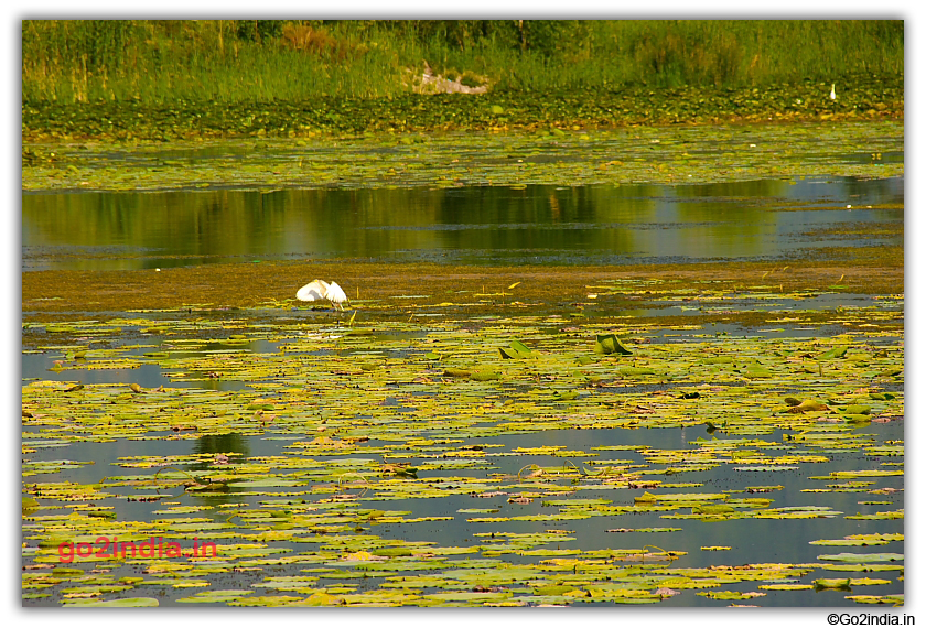 Birds flying from water at Nigeen Lake 