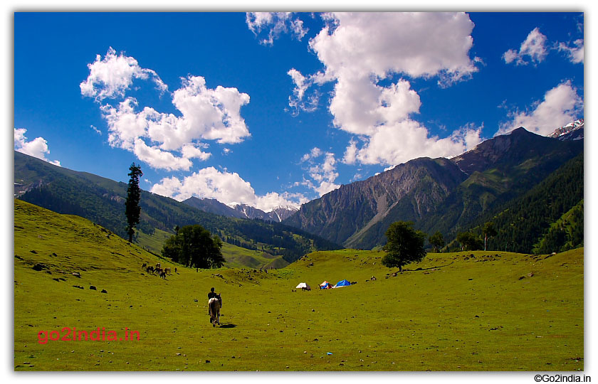 Green valley and horse at Sonmarg