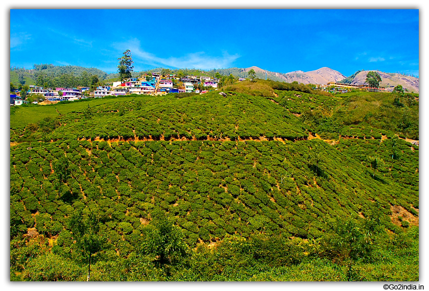 Near Flori-culture Center at Munnar 