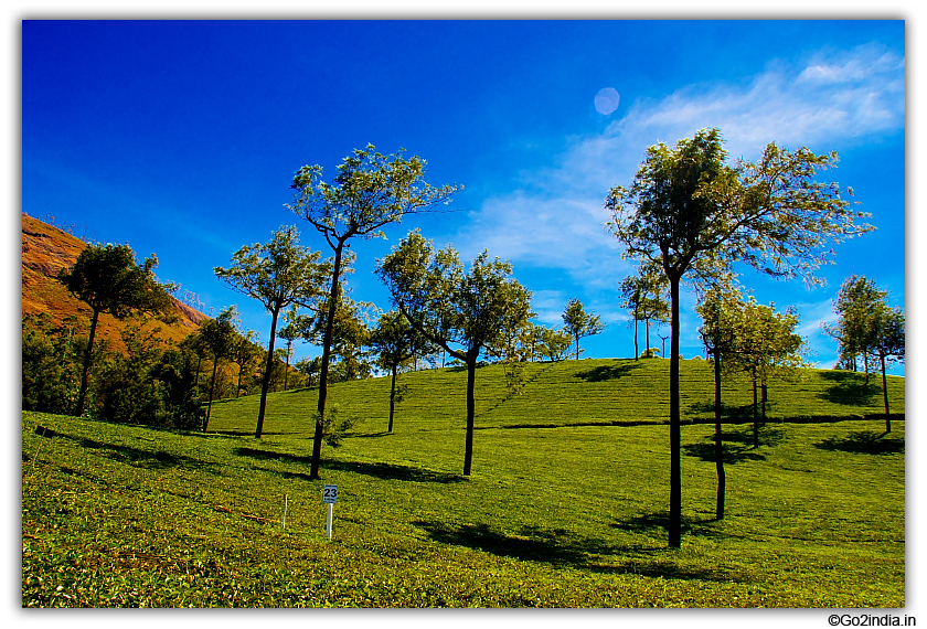 Tea garden on the way to Mattupetty dam at Munnar