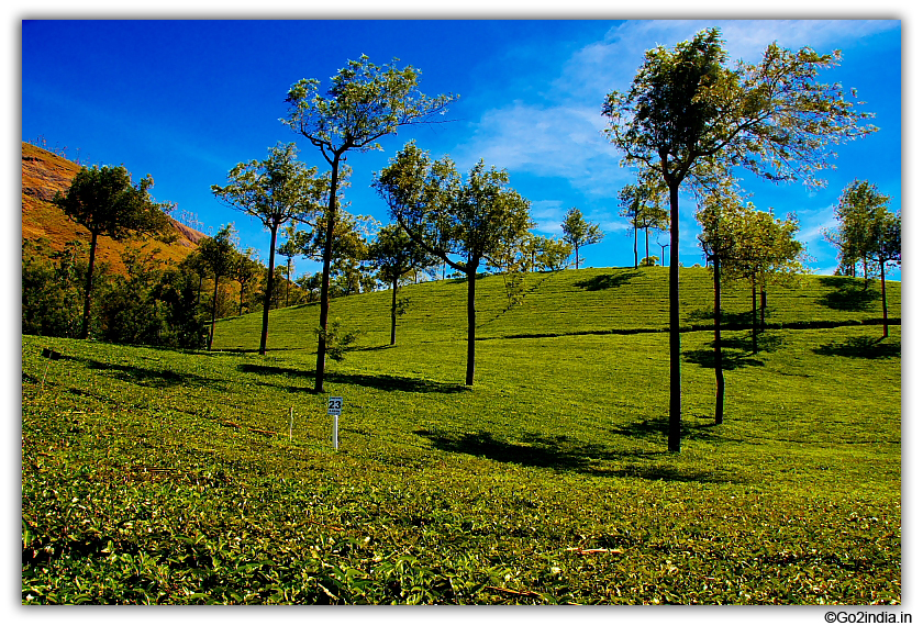 More Tea garden at Mattupetty dam at Munnar