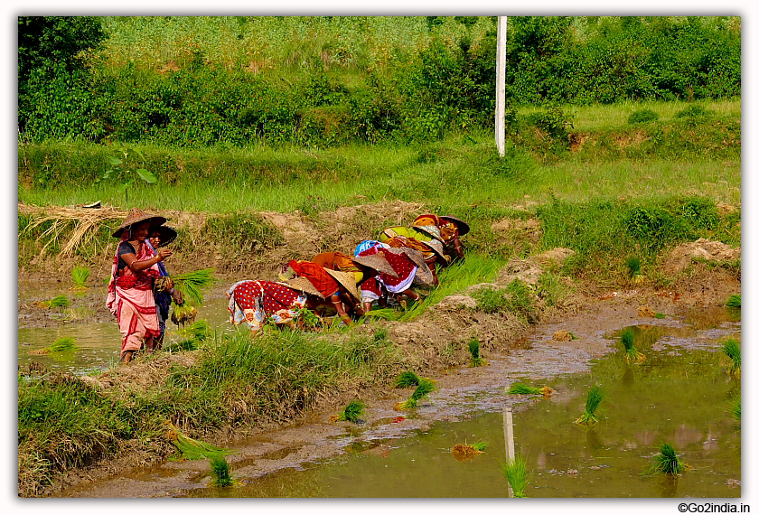 Land water and rice crops in Odisha