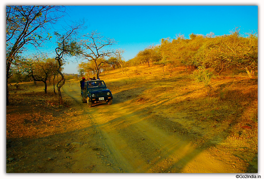 Sasan Gir Jungle Safari by Jeep