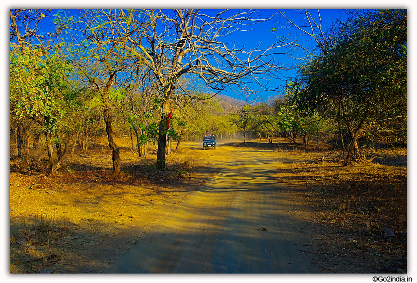 Sasan Gir Jungle Safari by Jeep