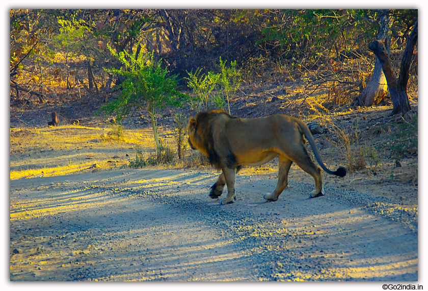 Sasan Gir Jungle Safari by Jeep