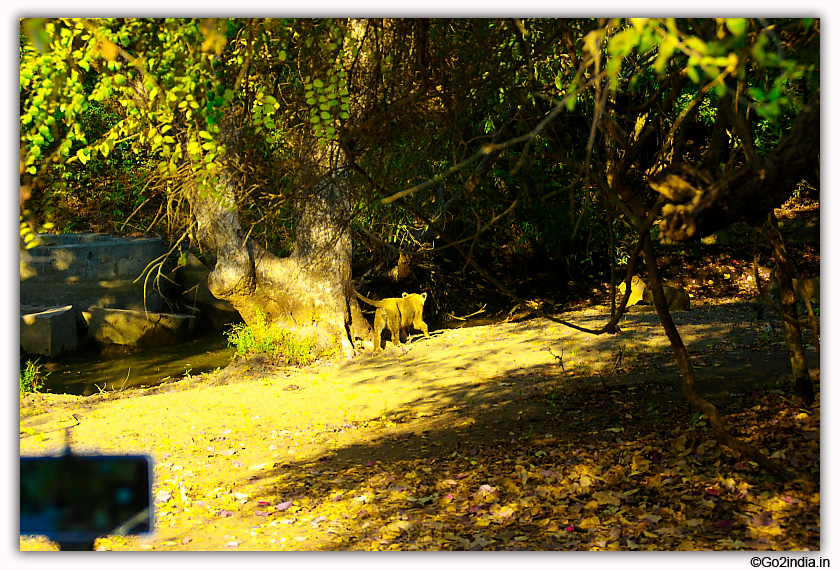 Sasan Gir Jungle Safari by Jeep