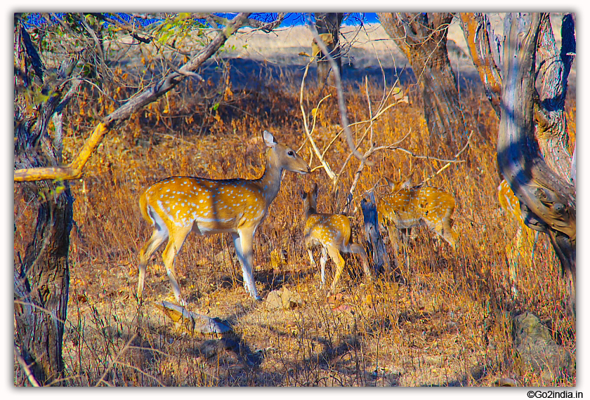 Sasan Gir Jungle Safari by Jeep