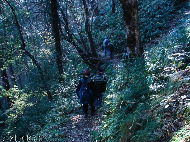 Inside Jungle towards Khajjiar