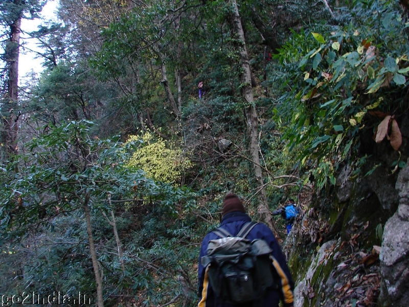 Inside Jungle