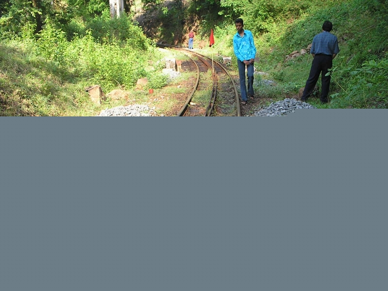 Train stopped due tree falling